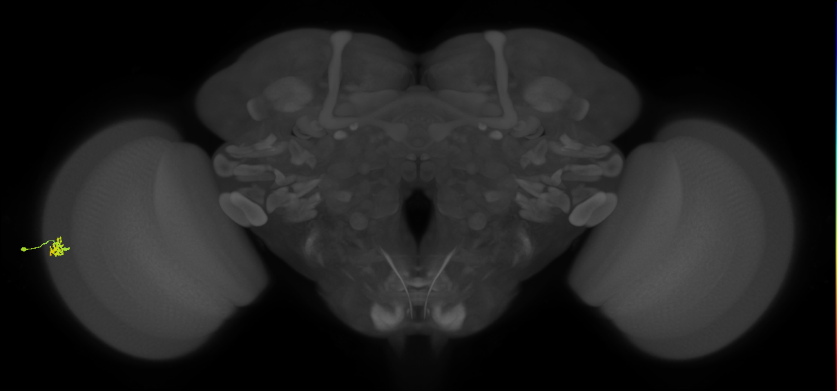 Dm15_L (MaleCNS:19491)