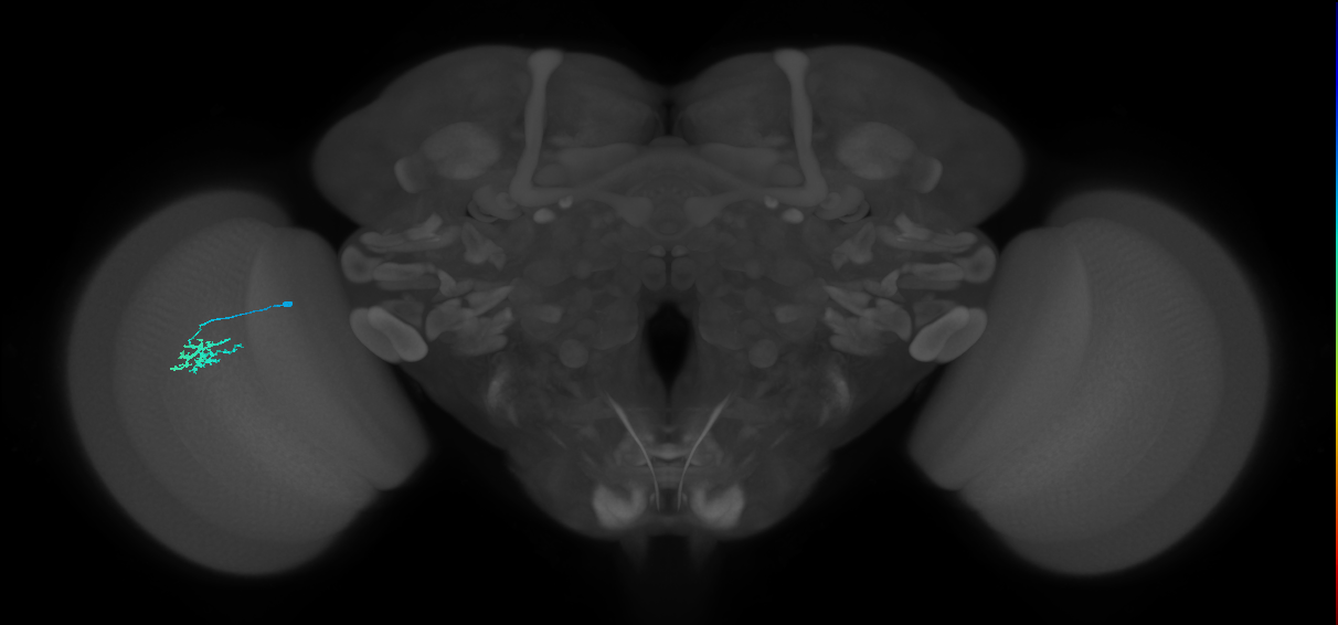 Dm15_L (MaleCNS:522931)