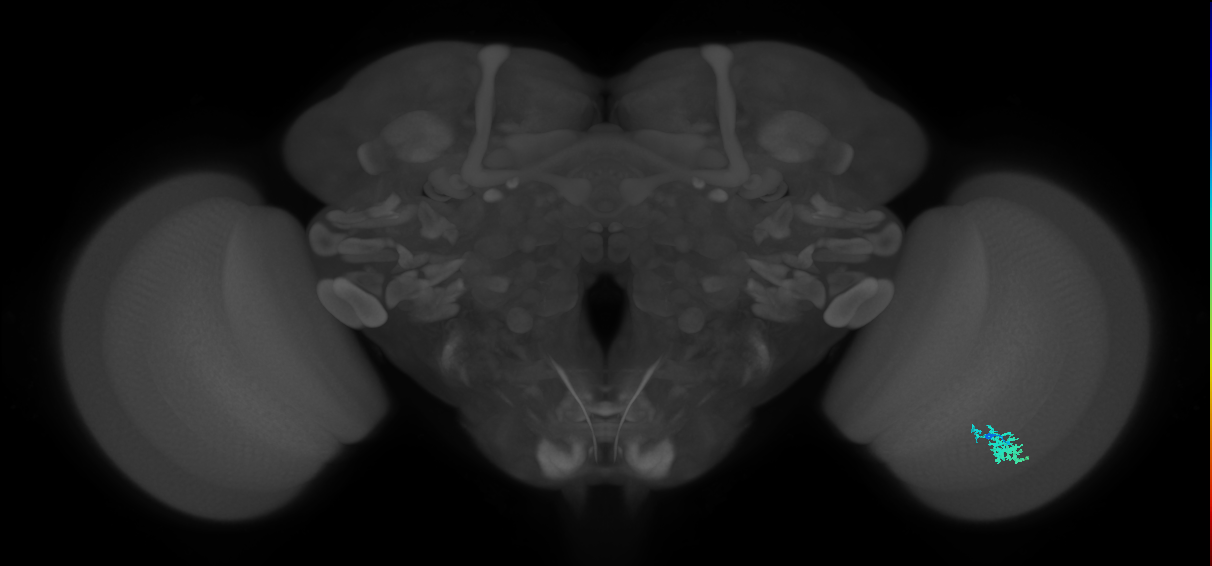 Dm15_R (MaleCNS:62482)