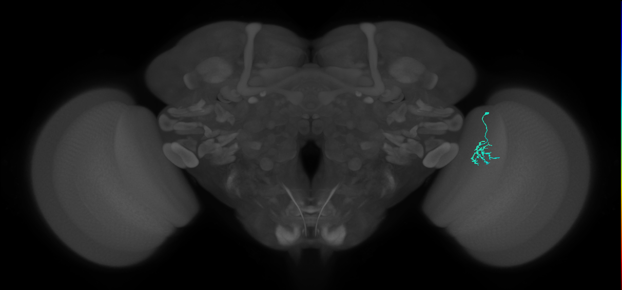Dm15_R (MaleCNS:108815)