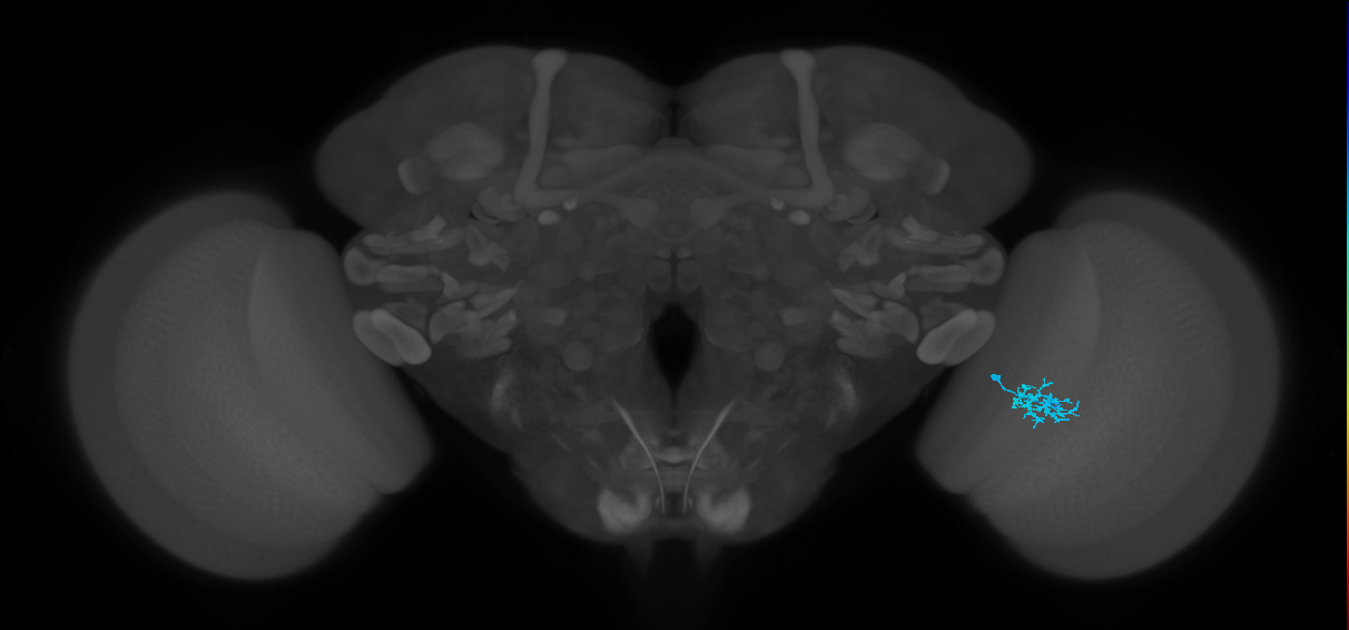 Dm15_R (MaleCNS:81132)
