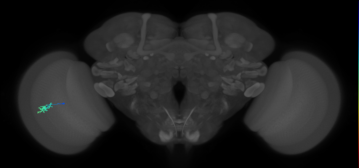 Dm15_L (MaleCNS:175266)