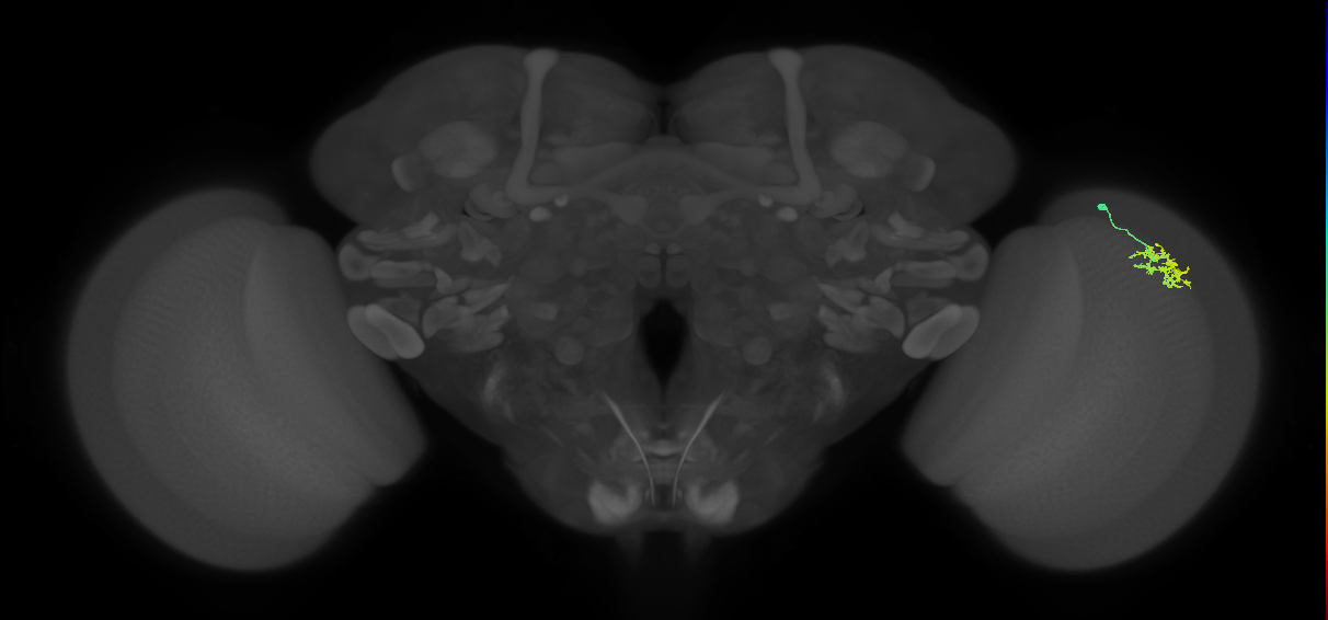 Dm15_R (MaleCNS:61975)