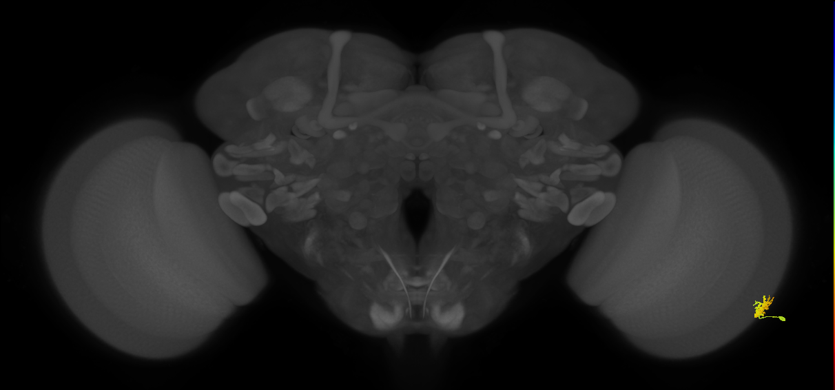 Dm15_R (MaleCNS:73126)