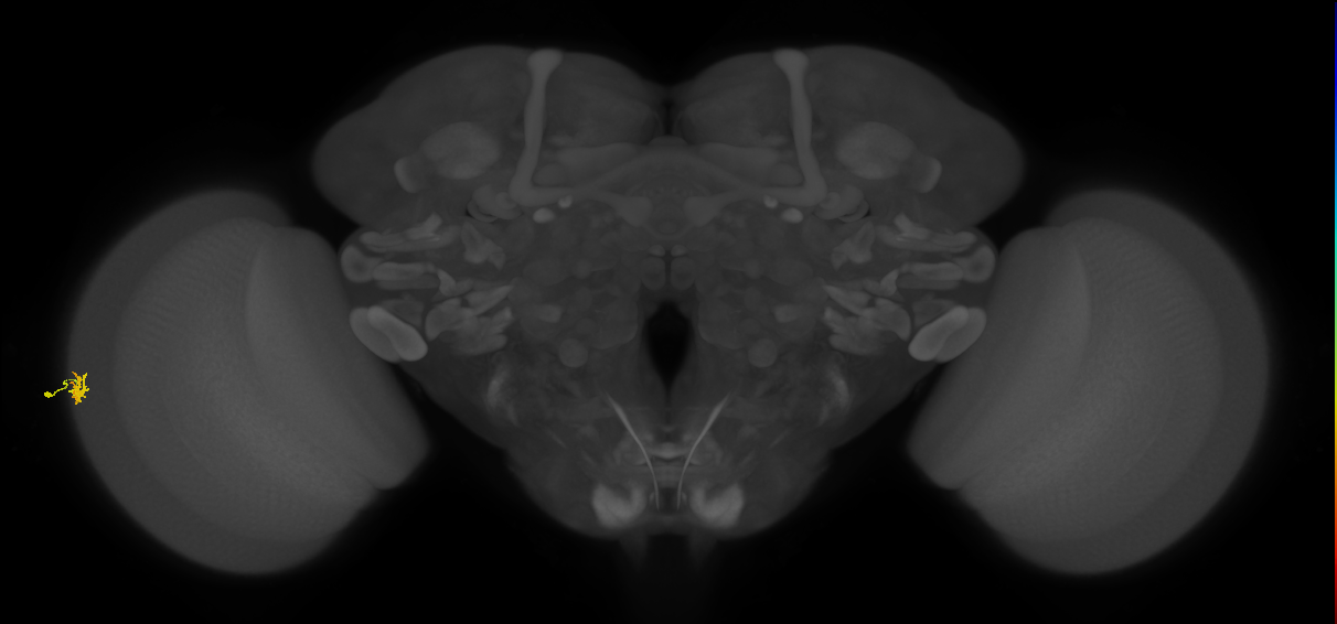Dm15_L (MaleCNS:527107)