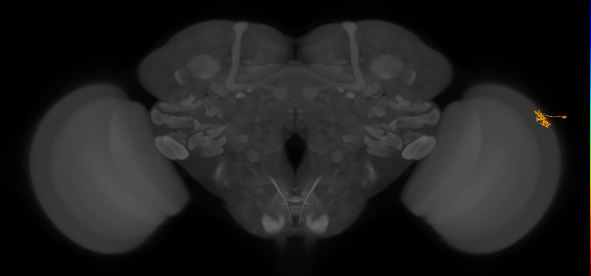 Dm15_R (MaleCNS:73603)
