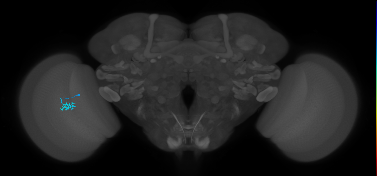 Dm15_L (MaleCNS:575490)