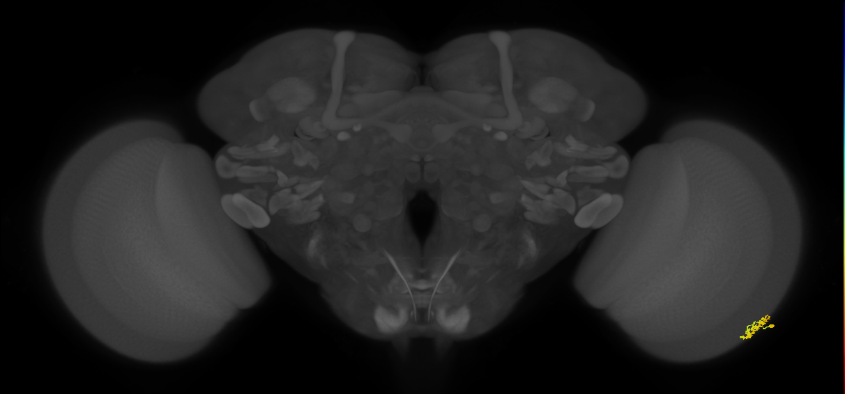 Dm15_R (MaleCNS:81794)