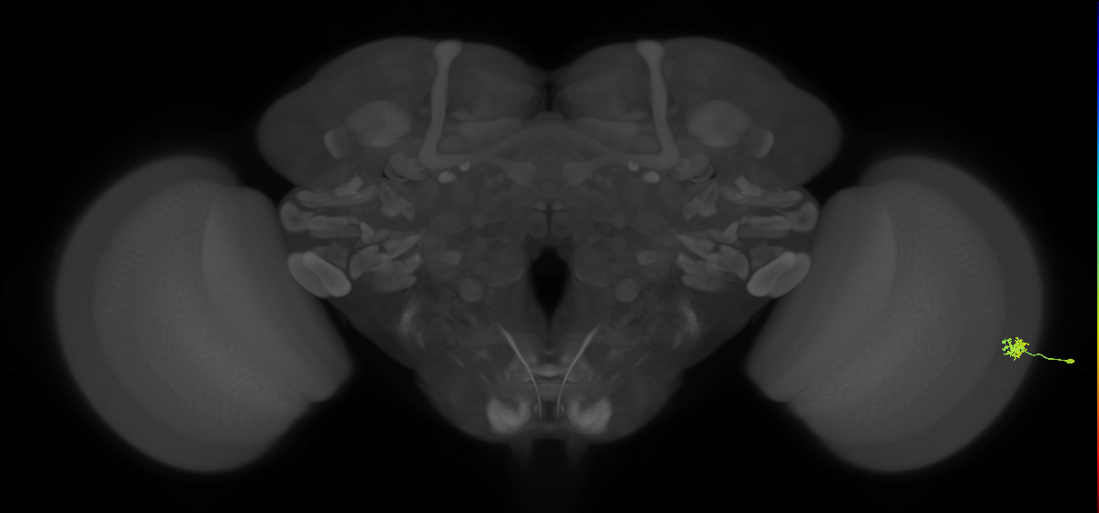 Dm15_R (MaleCNS:87288)