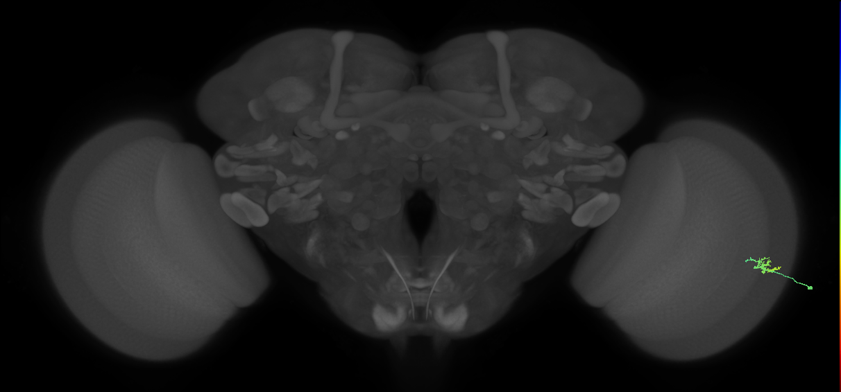 Dm15_R (MaleCNS:139046)
