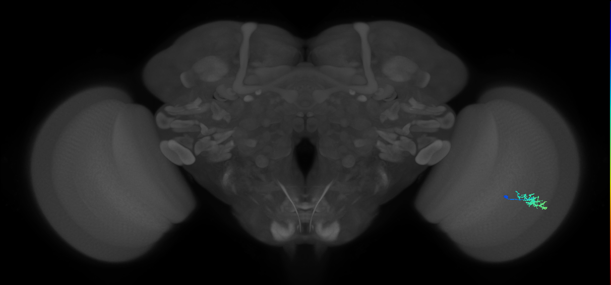 Dm15_R (MaleCNS:68174)