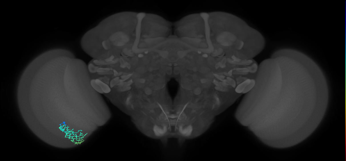 Dm16_L (MaleCNS:132348)