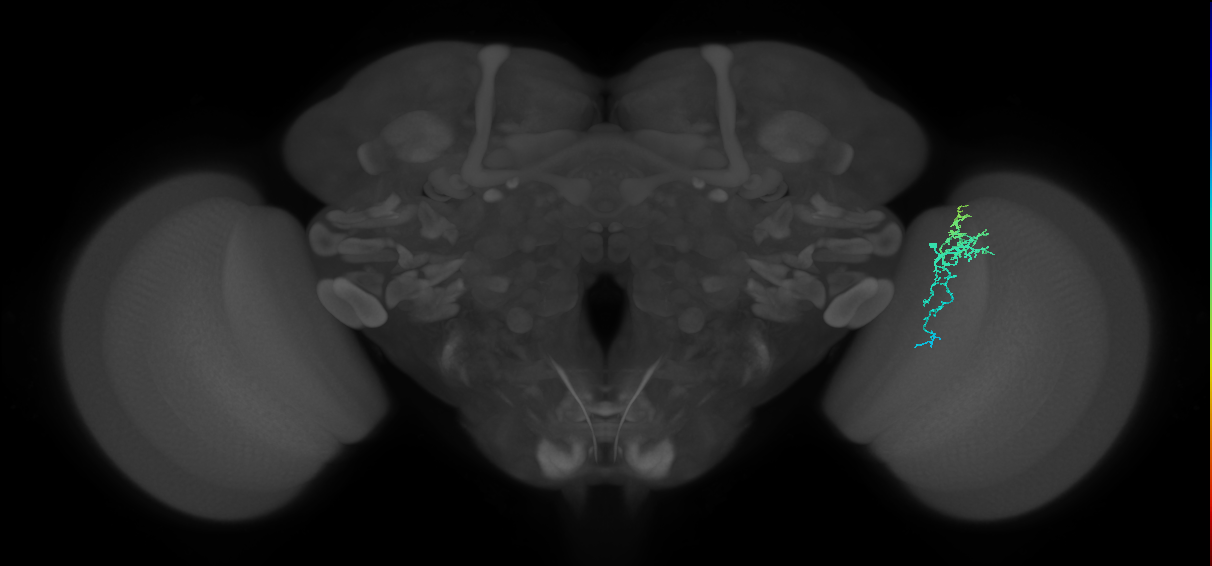 Dm16_R (MaleCNS:94331)