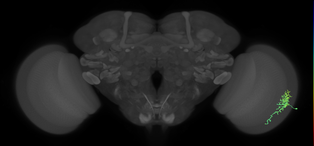 Dm16_R (MaleCNS:59766)