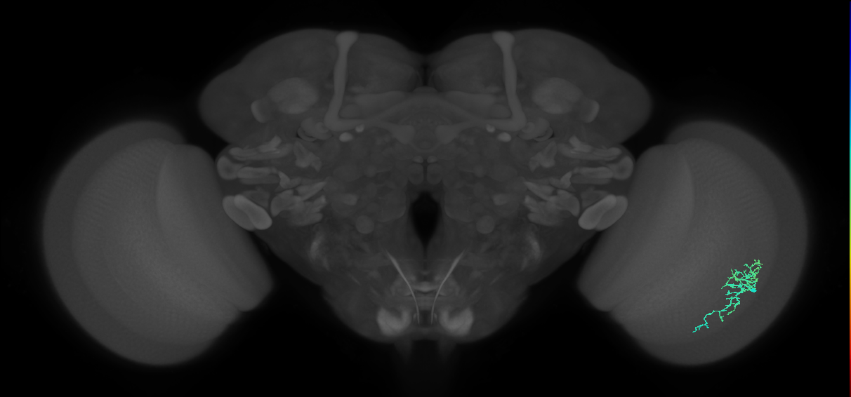 Dm16_R (MaleCNS:80603)
