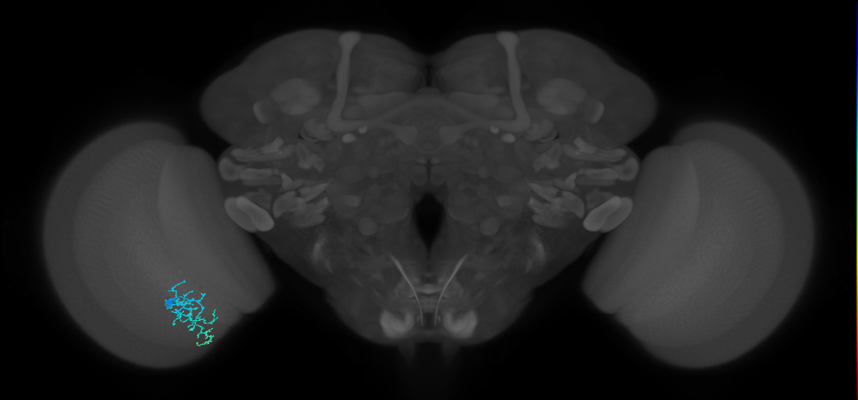Dm16_L (MaleCNS:110952)