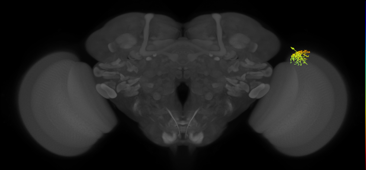 Dm16_R (MaleCNS:75115)