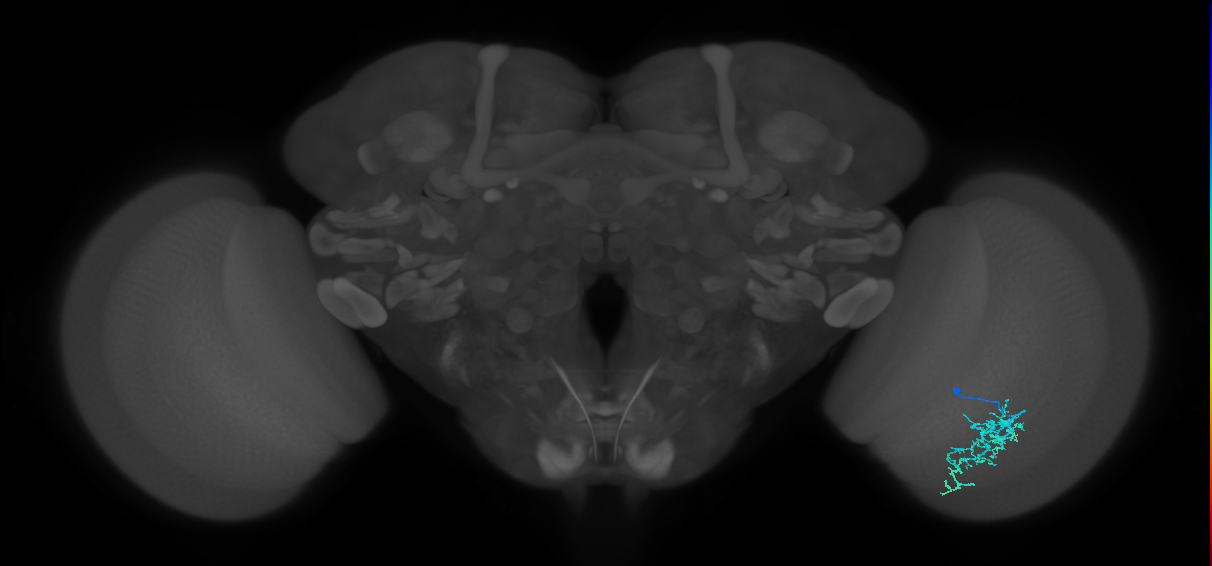 Dm16_R (MaleCNS:67785)