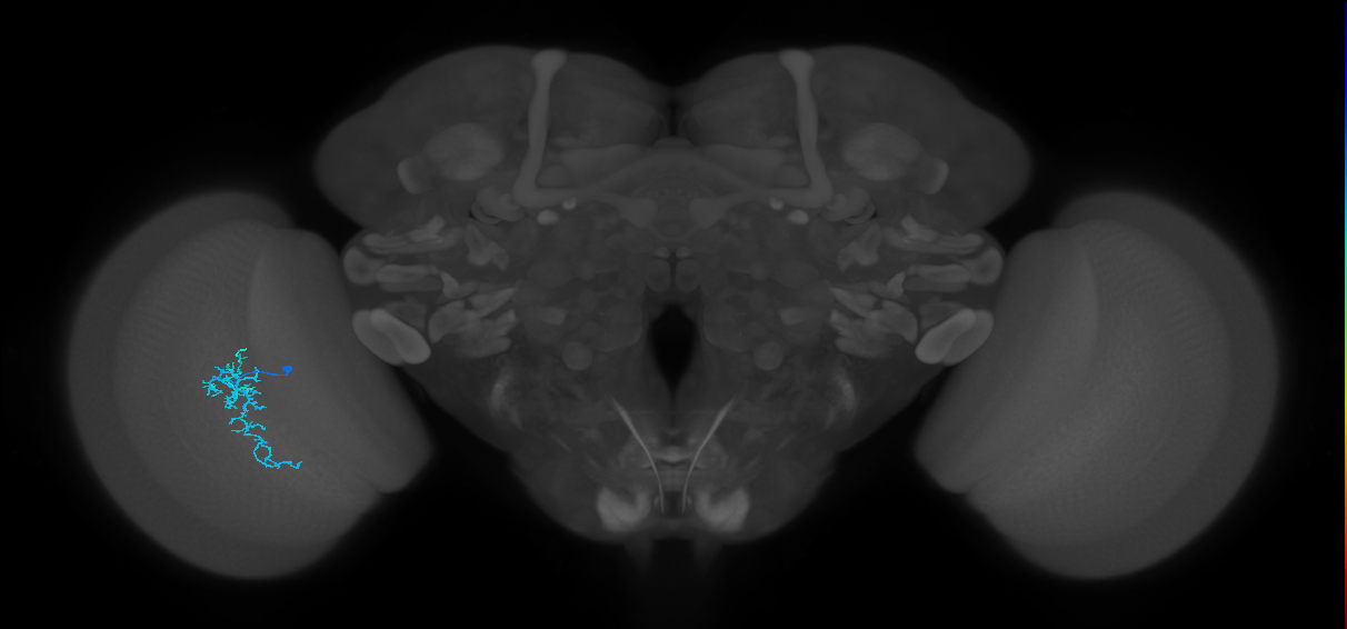 Dm16_L (MaleCNS:940006)