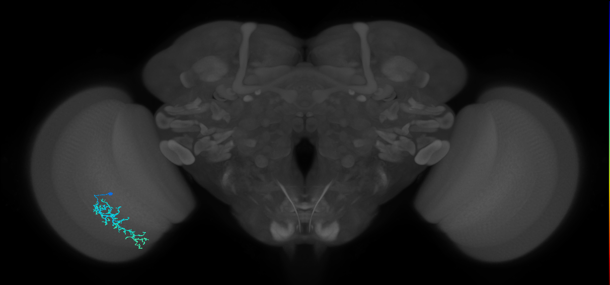 Dm16_L (MaleCNS:517470)