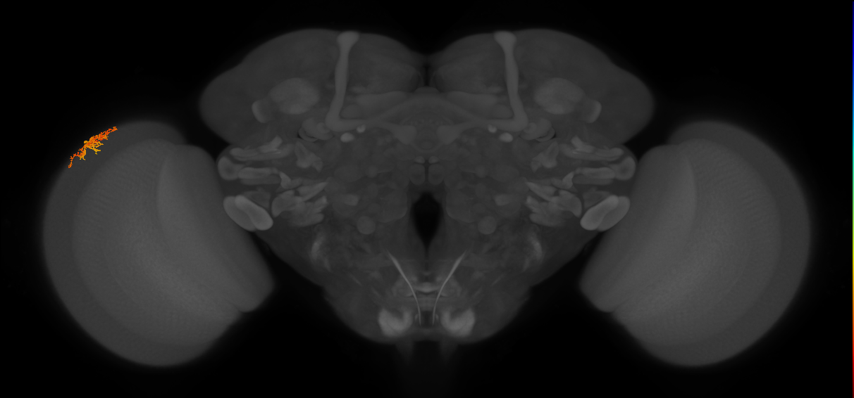 Dm16_L (MaleCNS:541666)