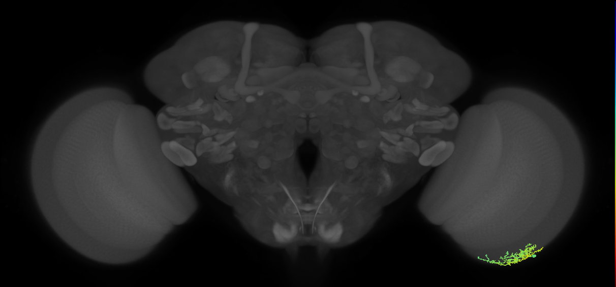 Dm16_R (MaleCNS:59589)