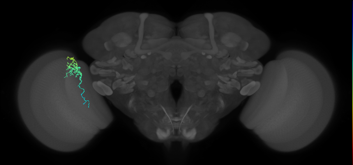 Dm16_L (MaleCNS:114620)