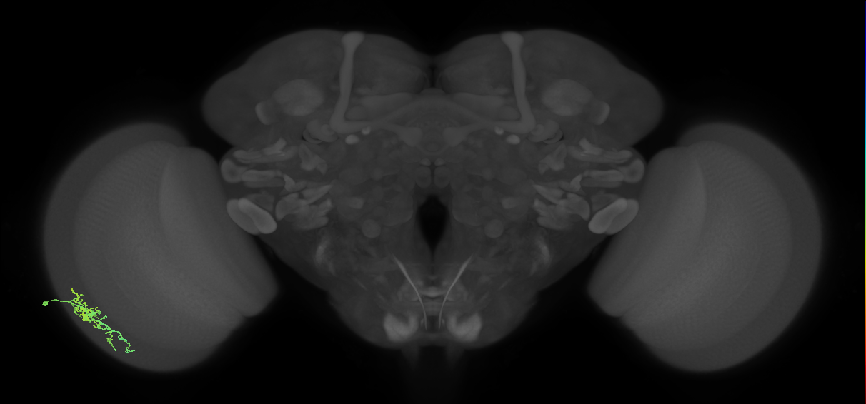 Dm16_L (MaleCNS:535411)