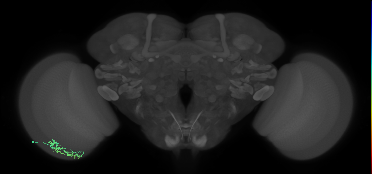 Dm16_L (MaleCNS:524829)