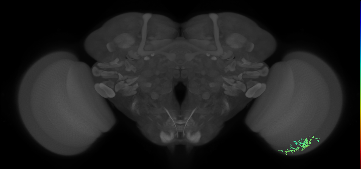 Dm16_R (MaleCNS:72363)