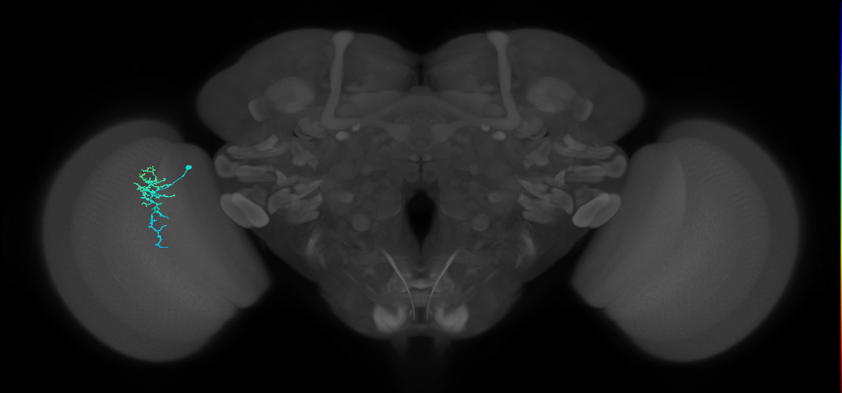Dm16_L (MaleCNS:148432)