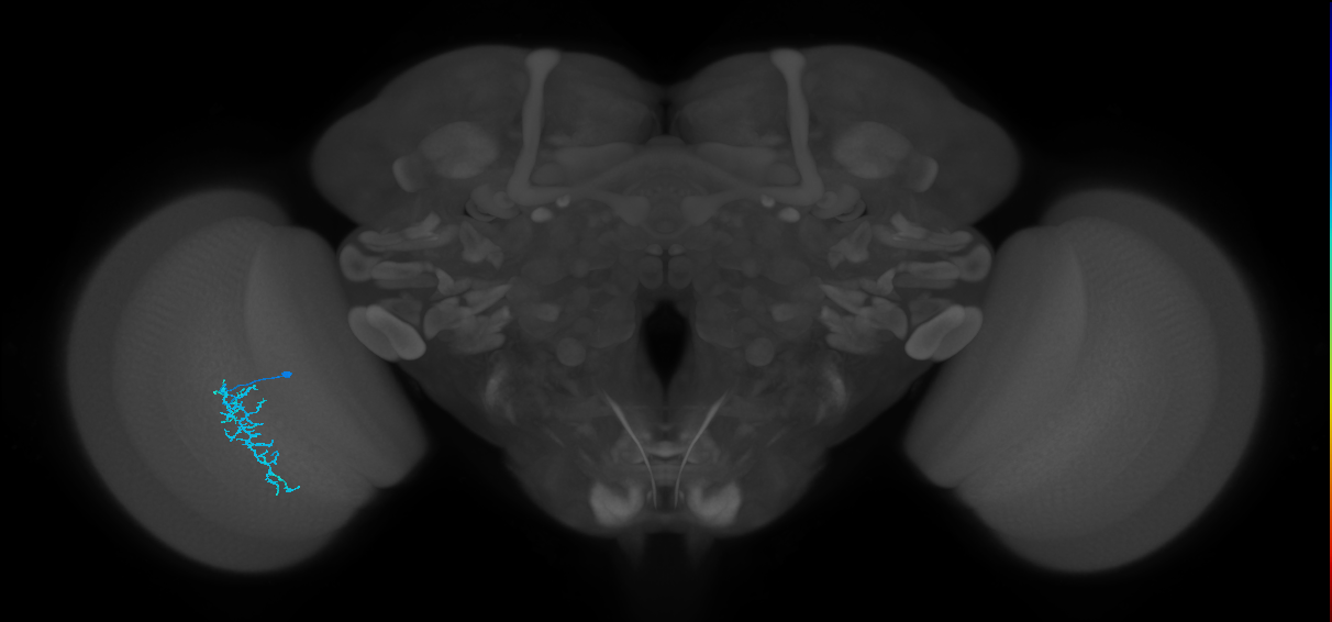 Dm16_L (MaleCNS:128253)