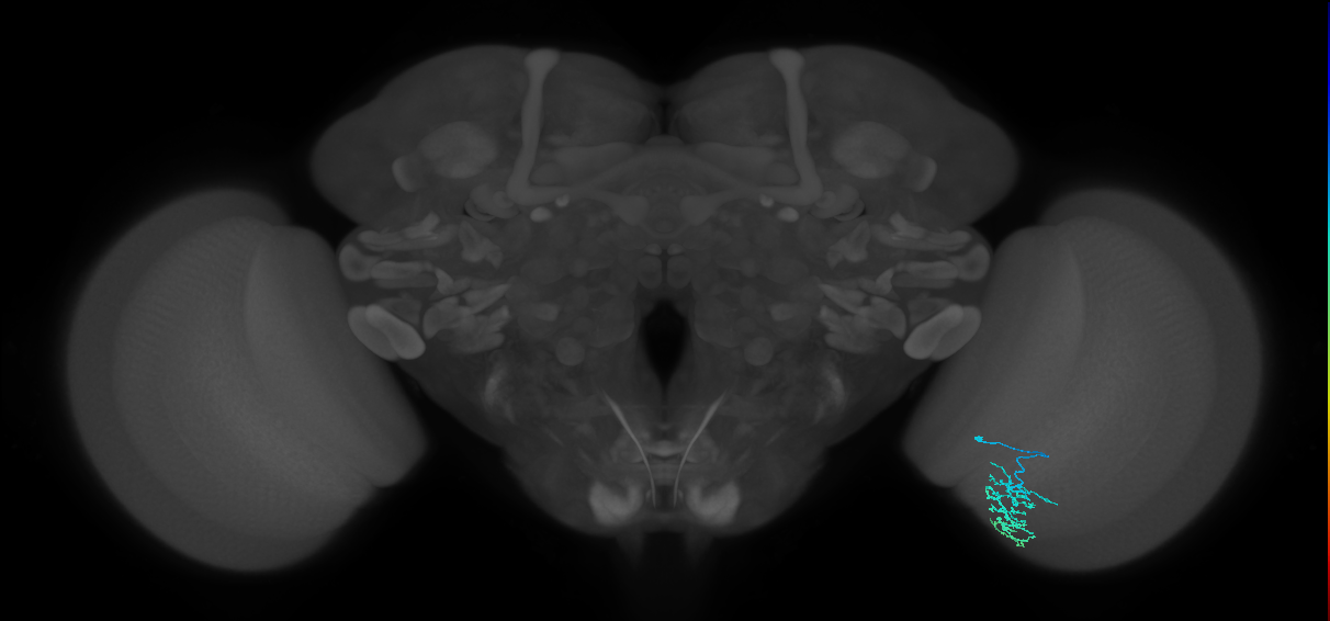 Dm16_R (MaleCNS:86001)