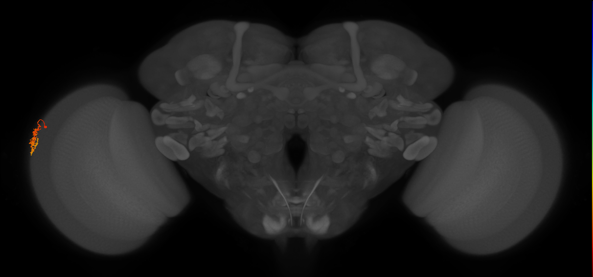 Dm16_L (MaleCNS:114932)
