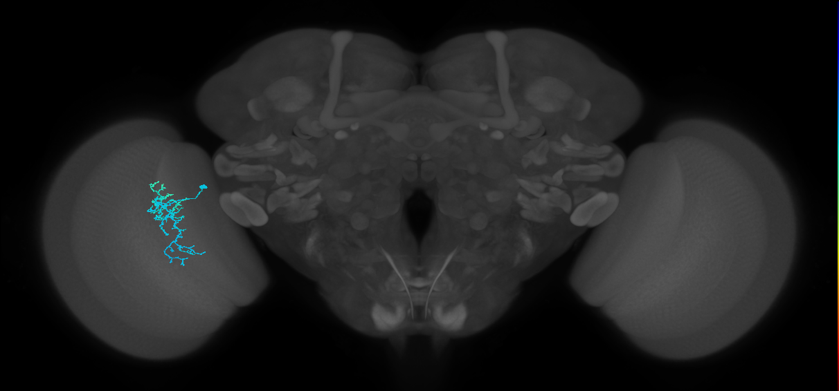Dm16_L (MaleCNS:400960)