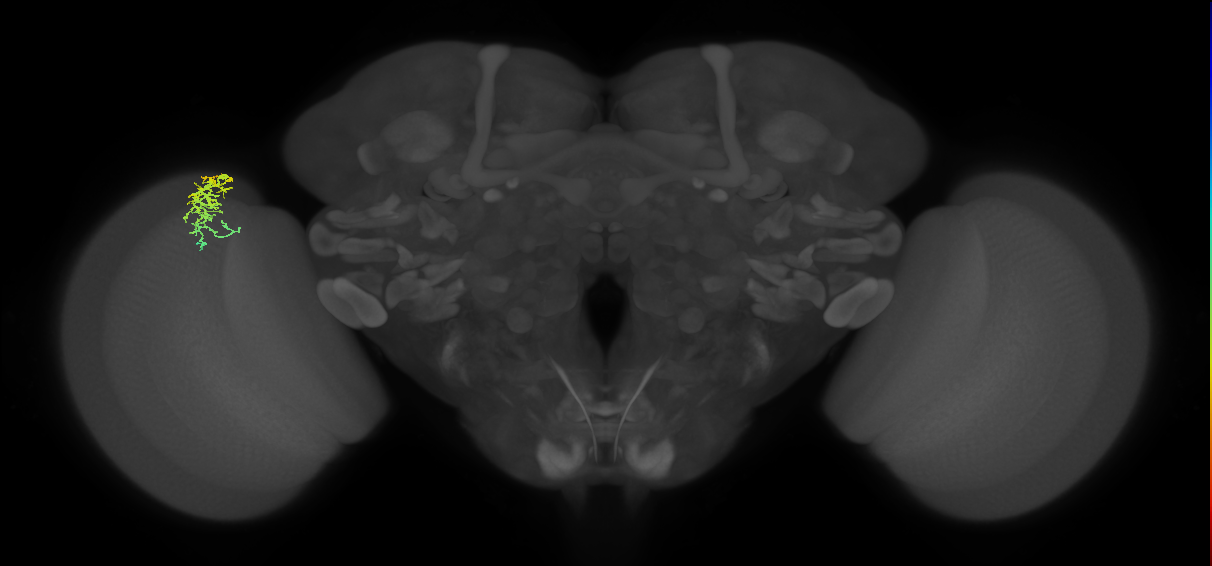 Dm16_L (MaleCNS:580837)