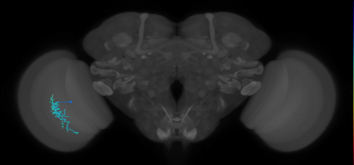 Dm16_L (MaleCNS:531978)