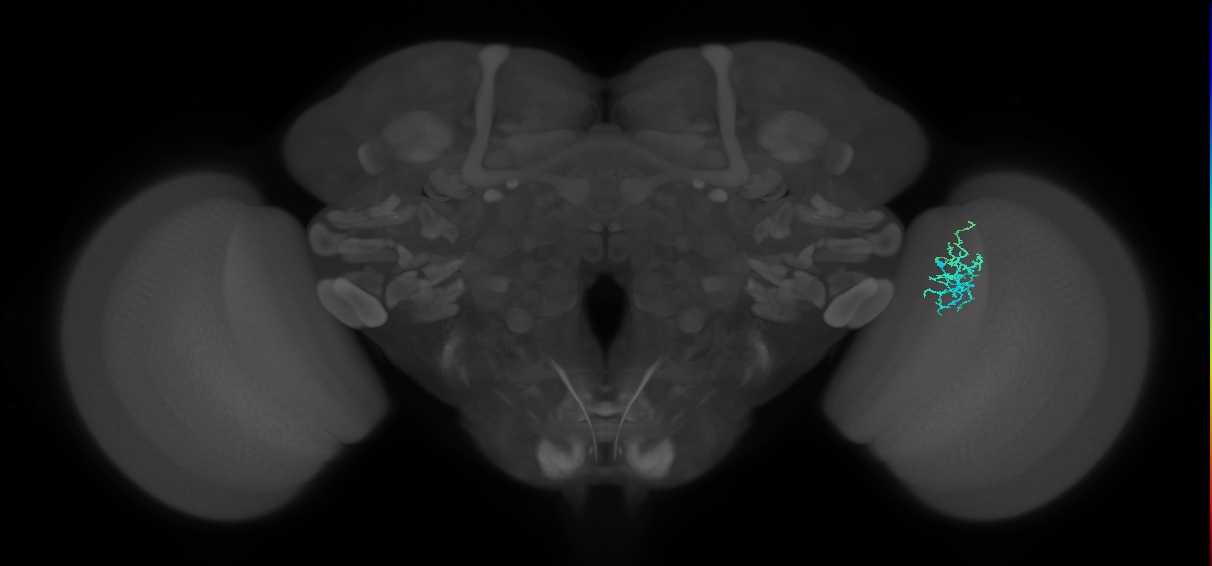 Dm16_R (MaleCNS:155857)