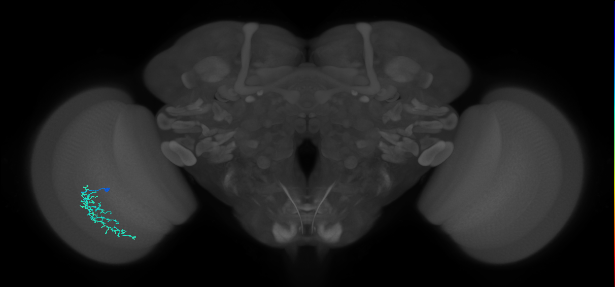 Dm16_L (MaleCNS:561485)
