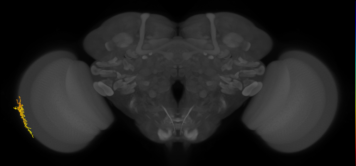 Dm16_L (MaleCNS:167500)