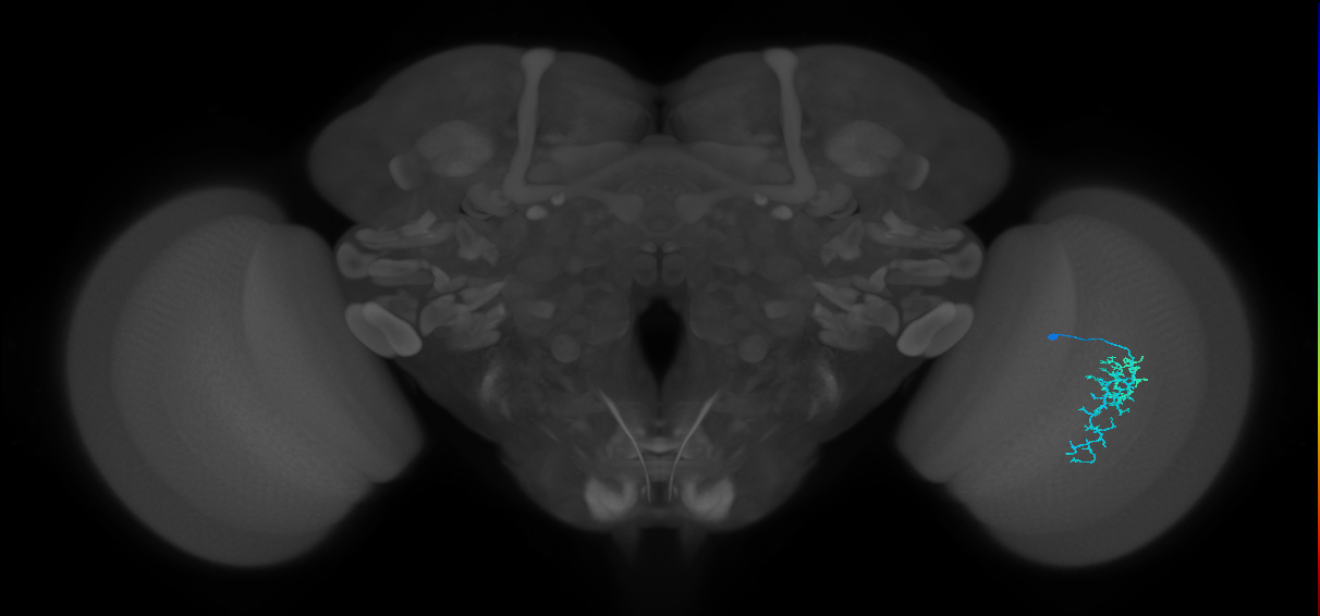 Dm16_R (MaleCNS:110521)