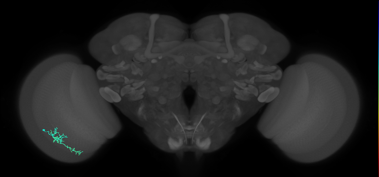 Dm16_L (MaleCNS:89936)