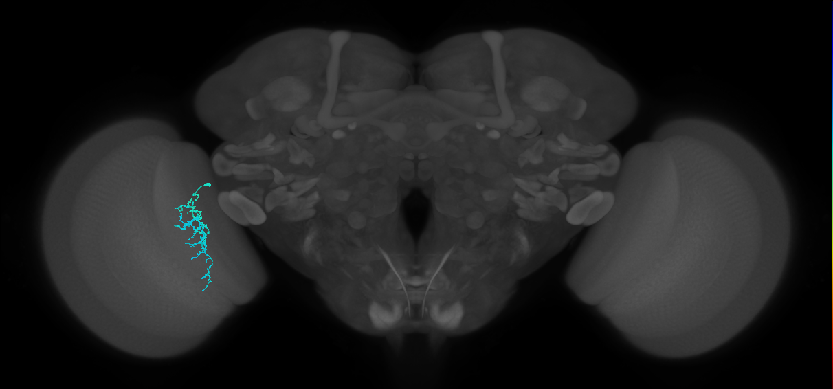 Dm16_L (MaleCNS:517663)