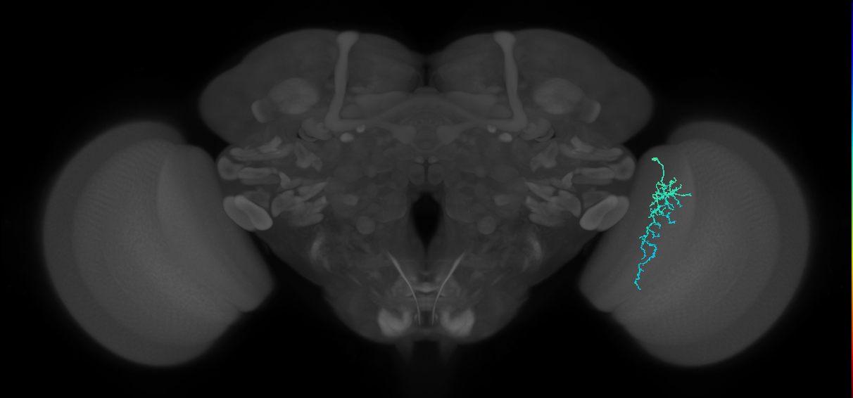 Dm16_R (MaleCNS:95268)