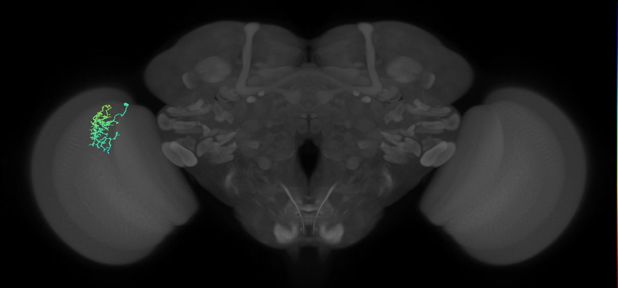 Dm16_L (MaleCNS:179640)