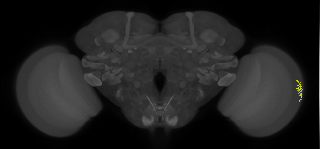 Dm16_R (MaleCNS:179807)