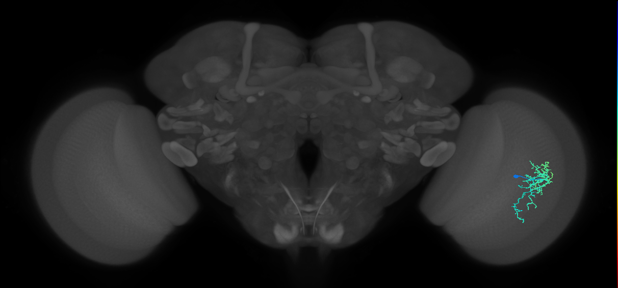 Dm16_R (MaleCNS:72422)