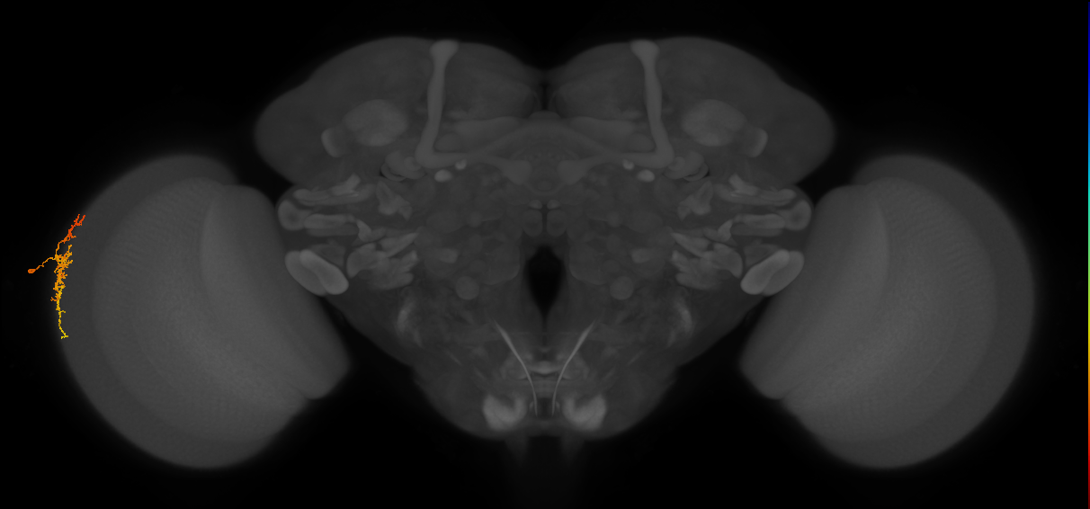 Dm16_L (MaleCNS:59080)