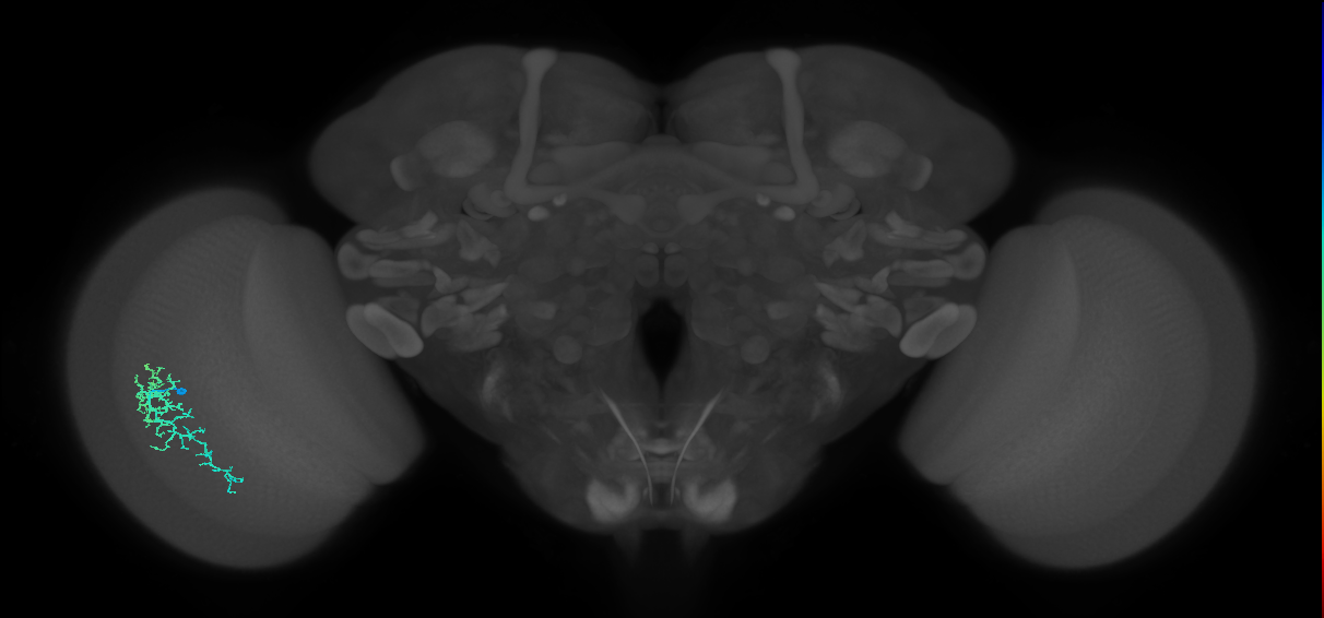 Dm16_L (MaleCNS:57880)
