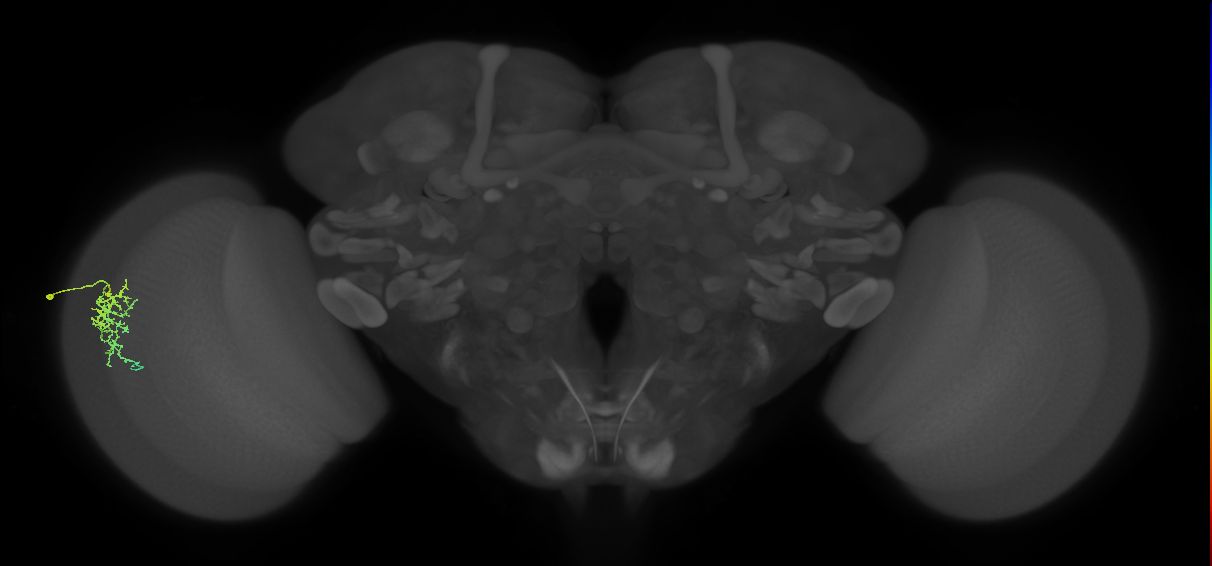 Dm16_L (MaleCNS:77298)